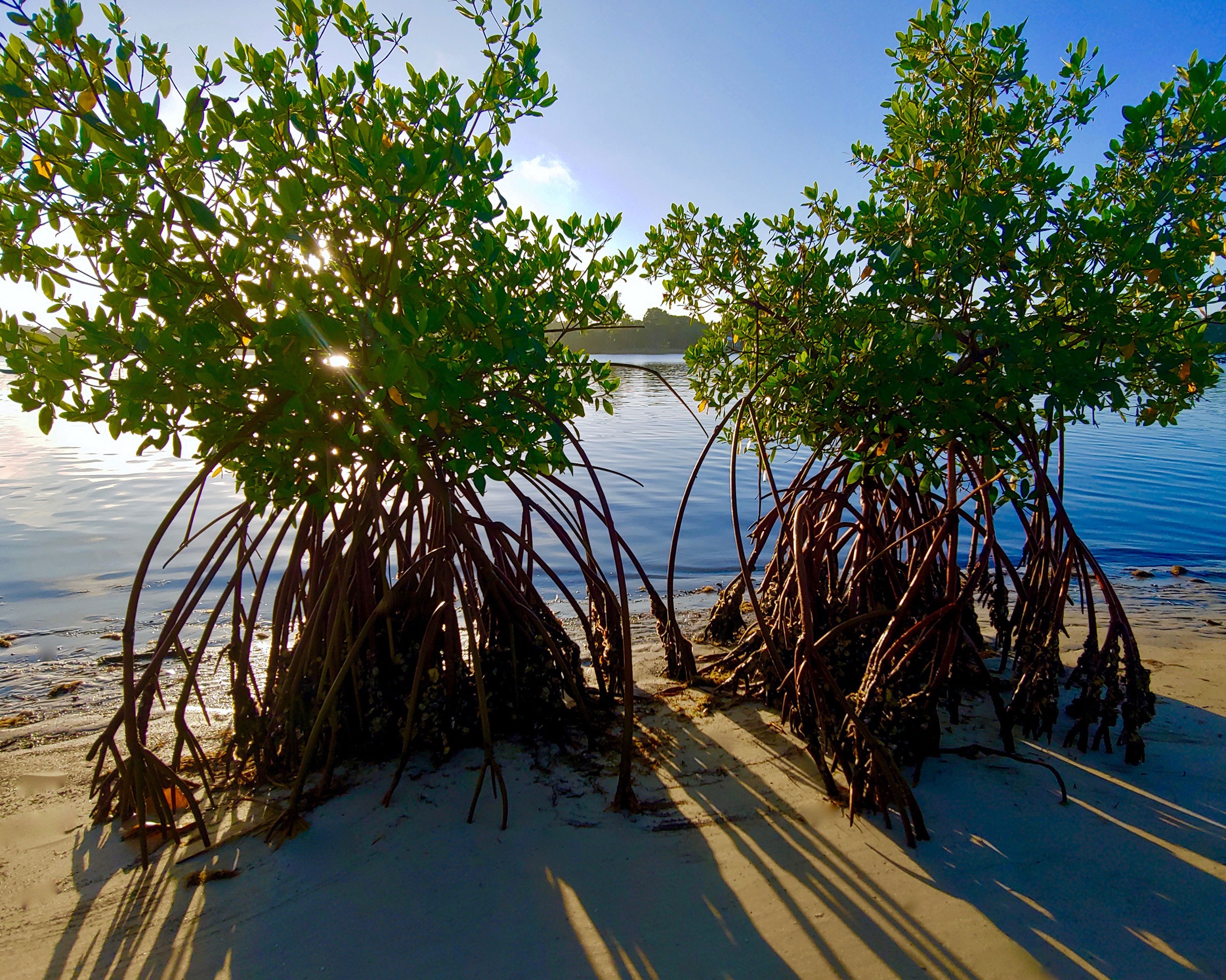 Mangrove Sunrise