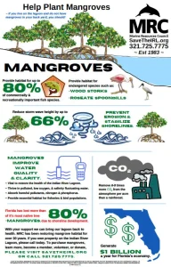 Help Plant Mangroves