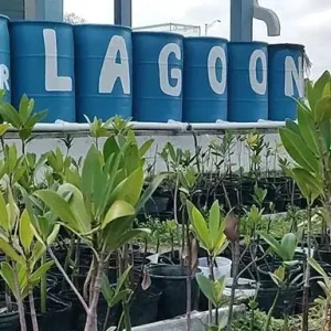 Florida Mangroves for Sale