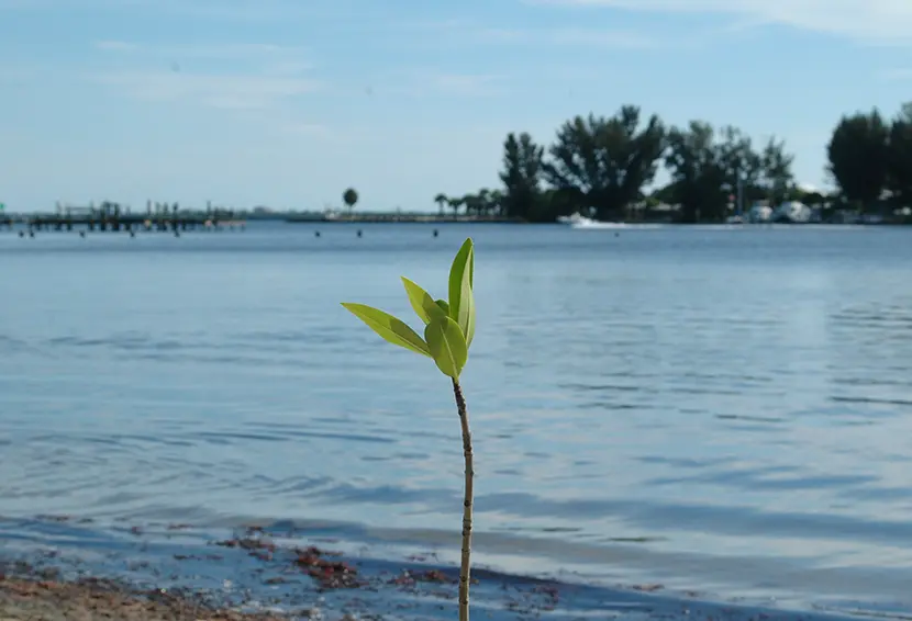 World Mangrove Day Planting: July 27