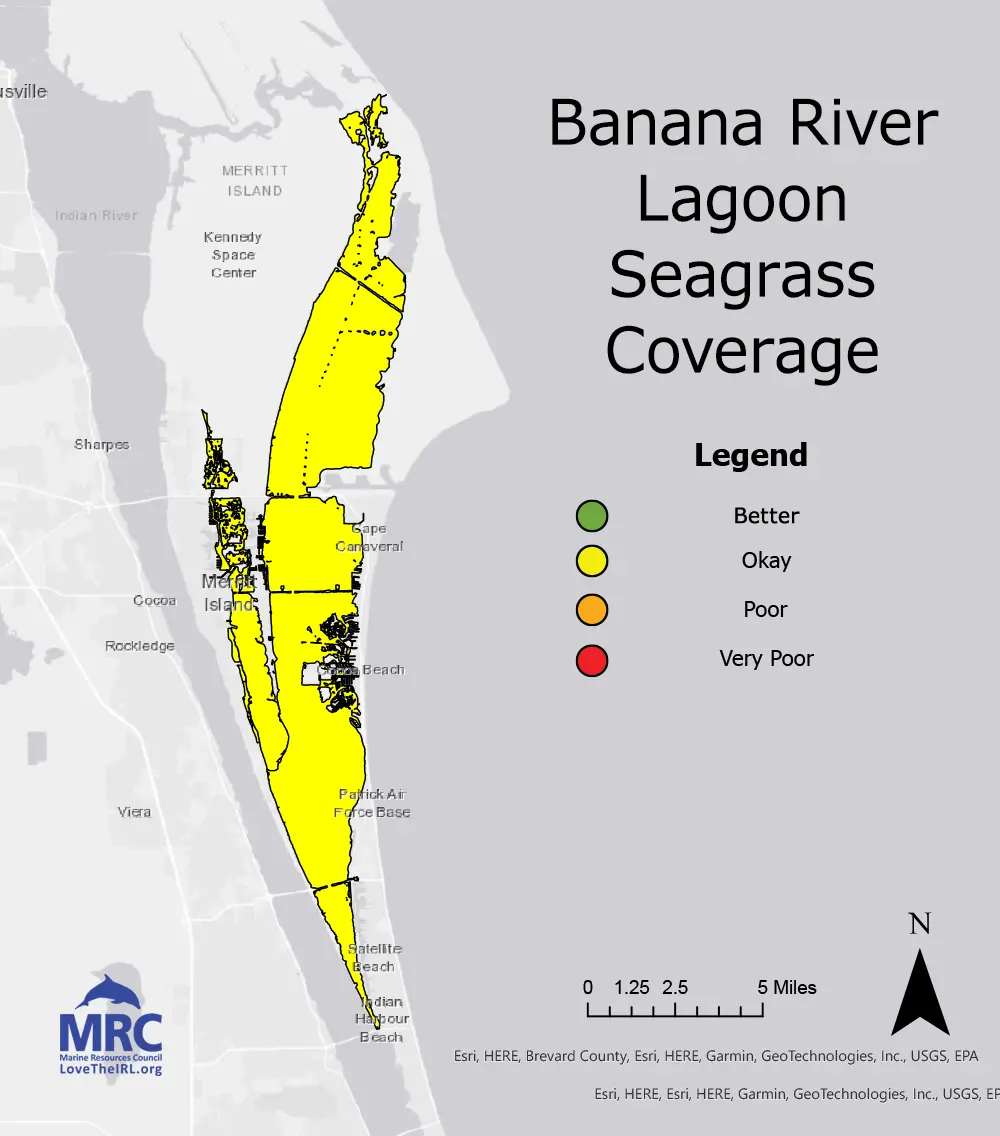 Banana River Lagoon Seagrass