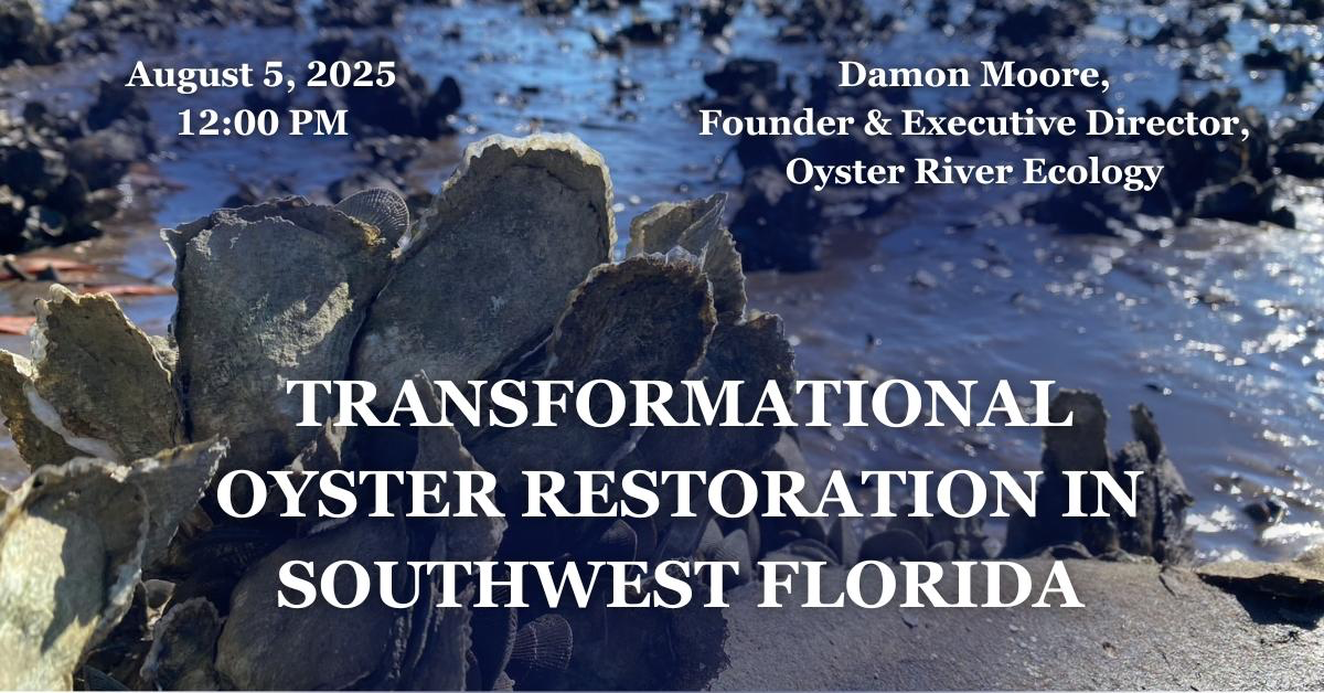 Transformational Oyster Restoration in Southwest Florida: August 2025 Lagoon at Noon