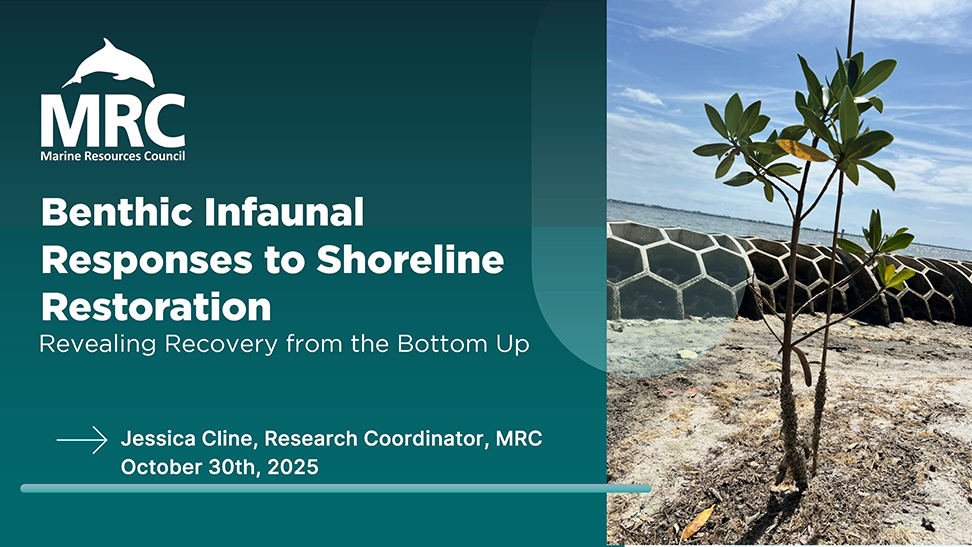 Benthic Infaunal Responses to Shoreline Restoration Jessica Cline, Marine Resources Council 2025 MRC Low Impact Development Conference