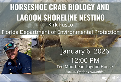 20260106-horseshoe-crabs-th Horseshoe Crab Biology and Lagoon Shoreline Nesting: January 2026 Lagoon at Noon