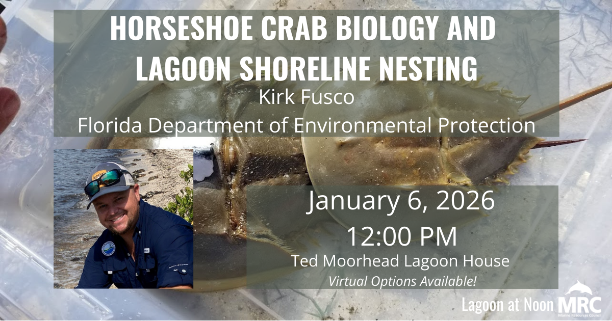 20260106-horseshoe-crabs Horseshoe Crab Biology and Lagoon Shoreline Nesting: January 2026 Lagoon at Noon