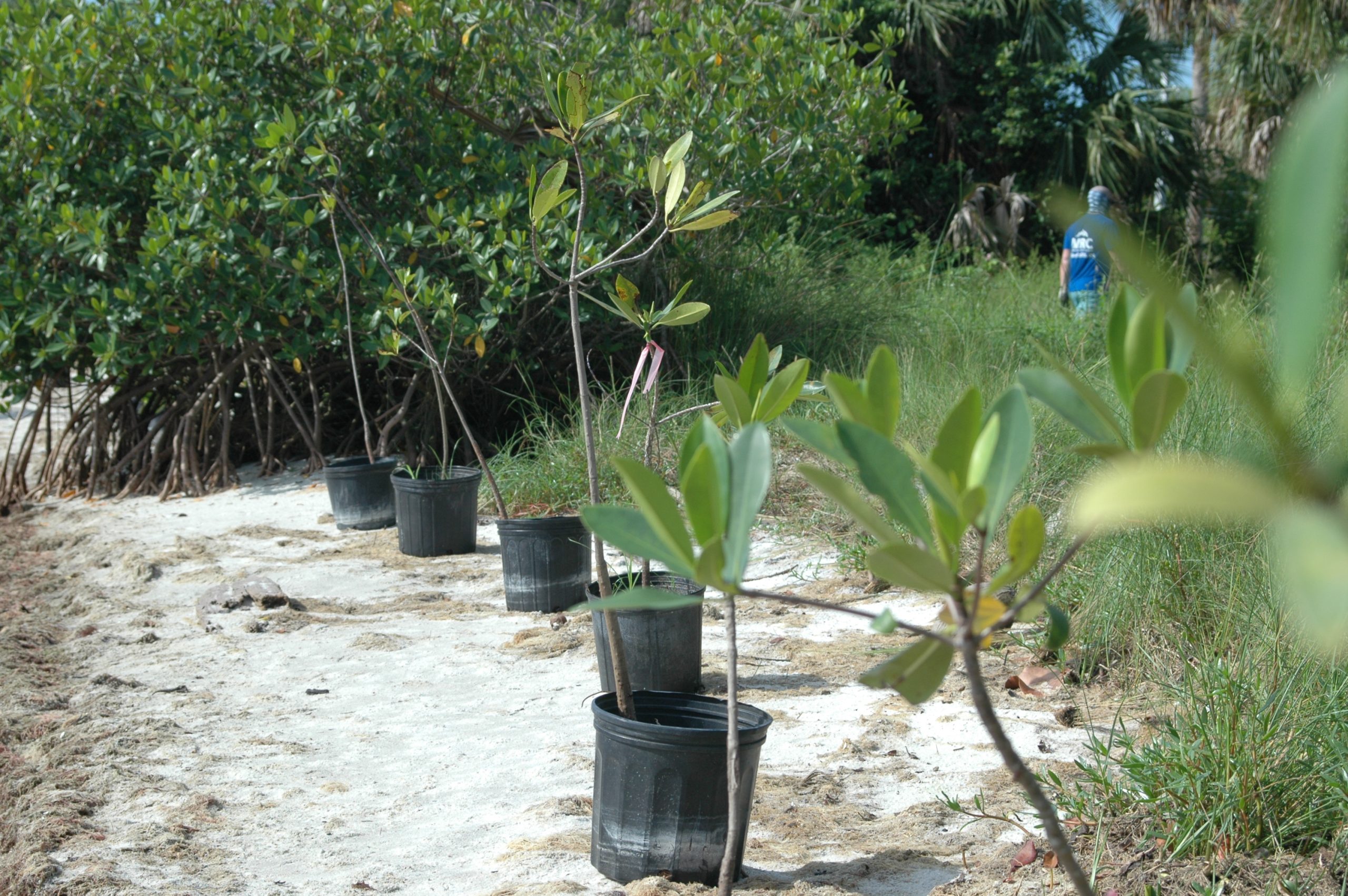 Sponsor a Mangrove