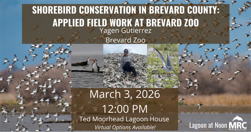 Shorebird Conservation in Brevard County: Applied Field Work at Brevard Zoo: March 2026 Lagoon at Noon