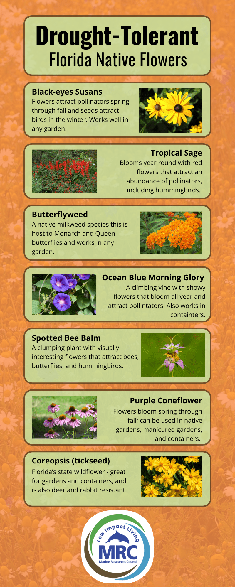 Drought-tolerant flowers