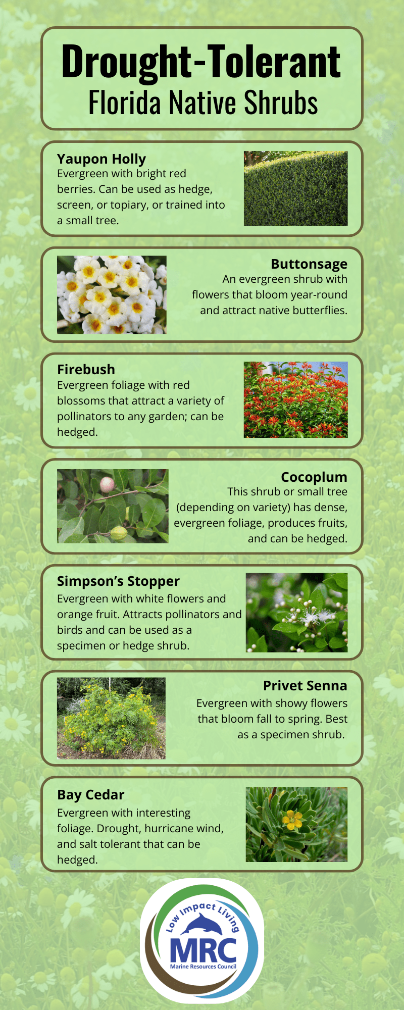 Drought-tolerant shrubs