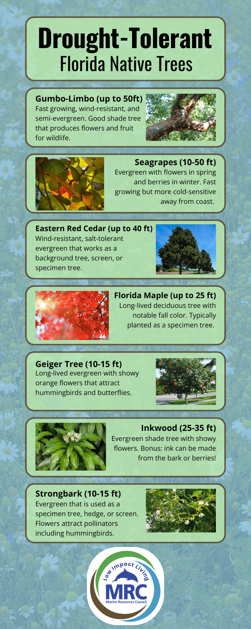 Drought-tolerant trees