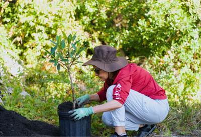 Palm Bay - Garden Day