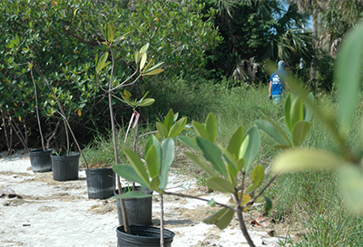 Jupiter Island Native Plant Planting